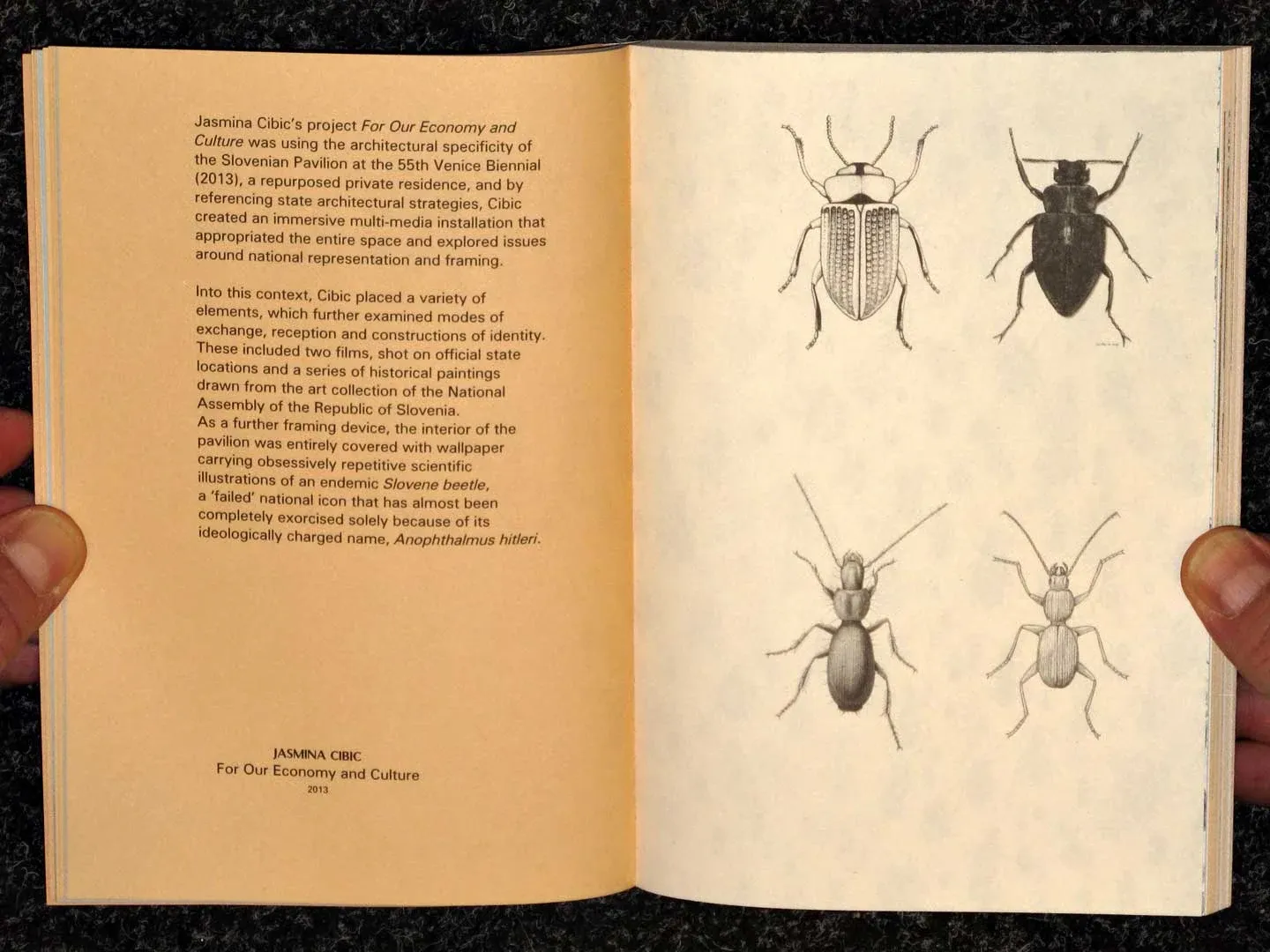 A text spread facing four drawings of beetles