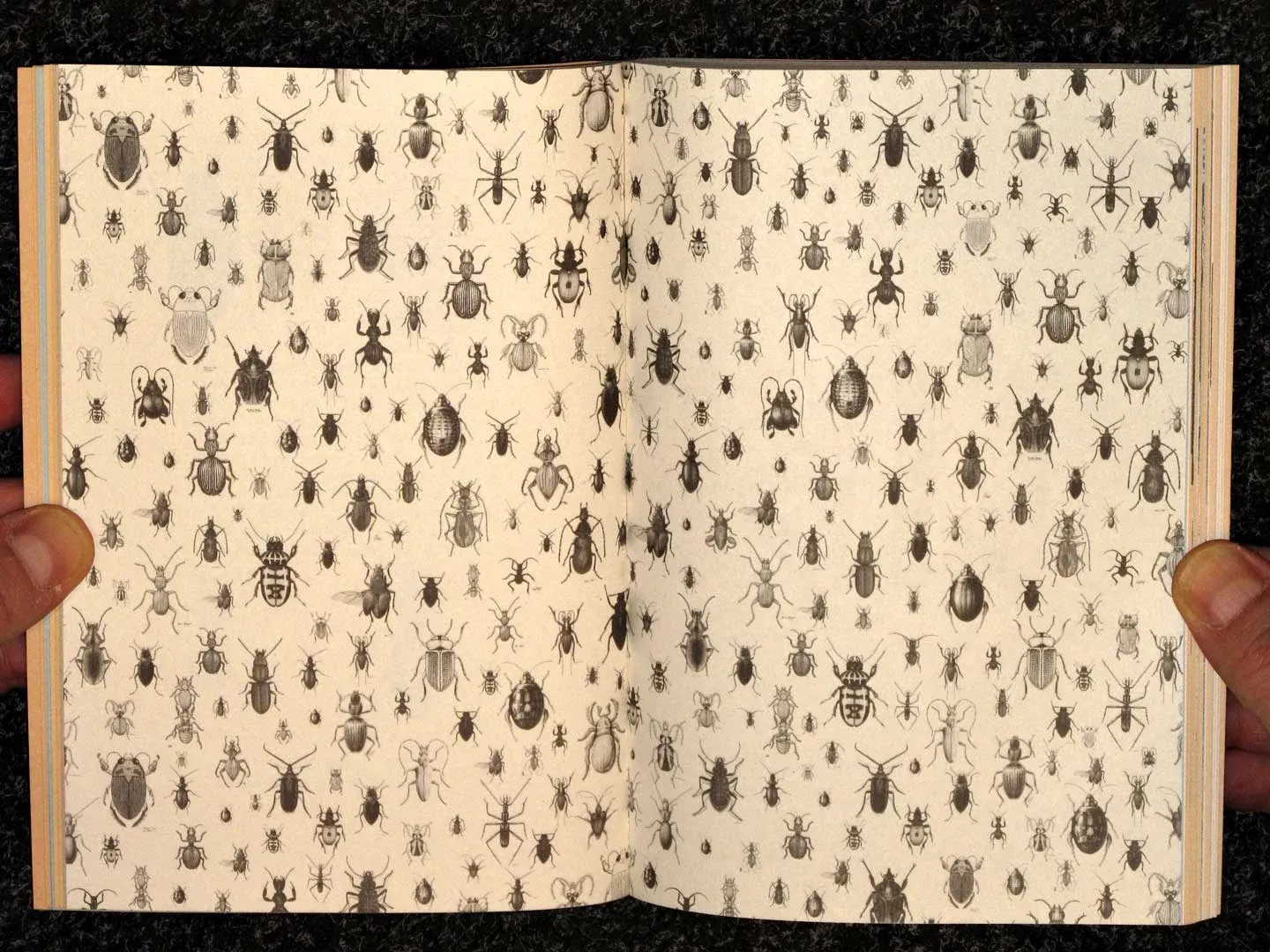 A spread filled with a pattern of small insect drawings