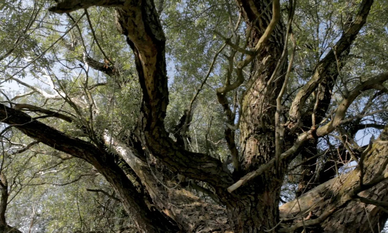video still